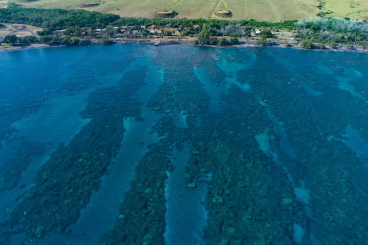 Study finds human activity is weakening Maui corals
